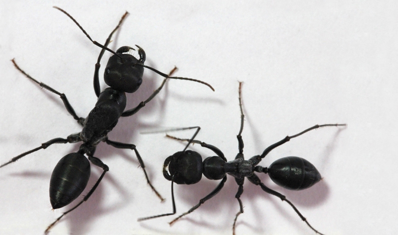 Divine Secrets of the Ant Sisterhood