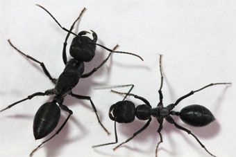 Divine Secrets of the Ant Sisterhood