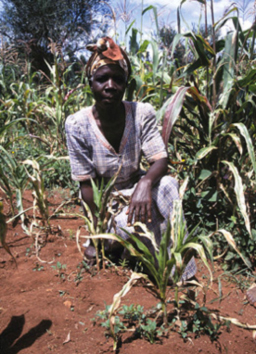 Kenyan farmer in an experimental corn field that uses Weizmann-developed methods.