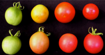 Genetically modified tomatoes produced by the Department of Plant Sciences. 