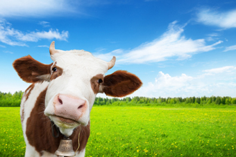 The Real Price of Steak: Comparing Environmental Costs of Animal-Based Foods
