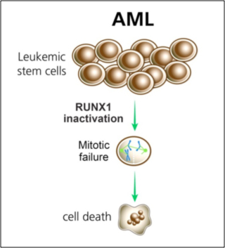 Pre-leukemic stem cells