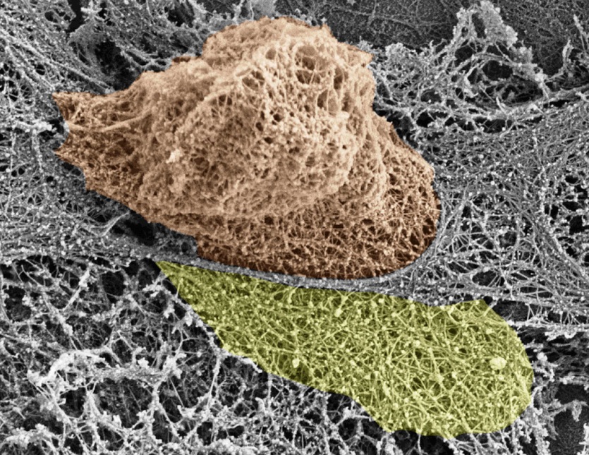 immune cells_cosmos article