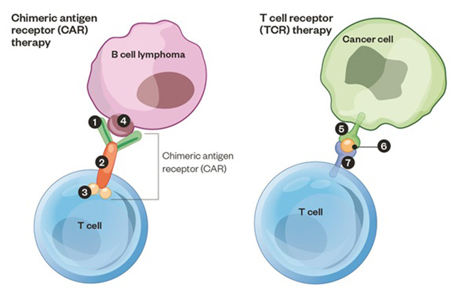 harnessing t cells to attack cancer