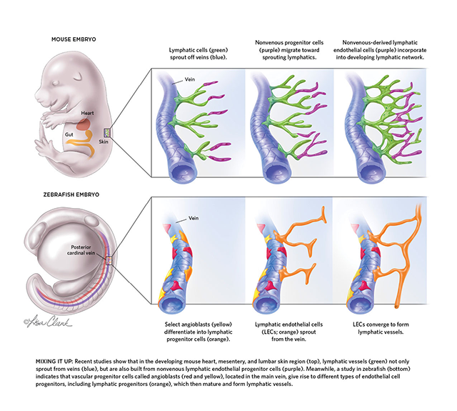 lymphatic embryos diagram
