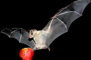 Bats Turn Up the Volume to Find Food Amid Clutter