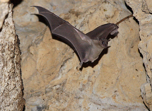 An Egyptian fruit bat flies in an abandoned quarry near the village of Mammari, west of Nicosia, in March 2007.