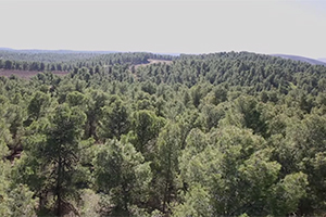 Climate Change: Prof. Dan Yakir on the Role of Desert Forests