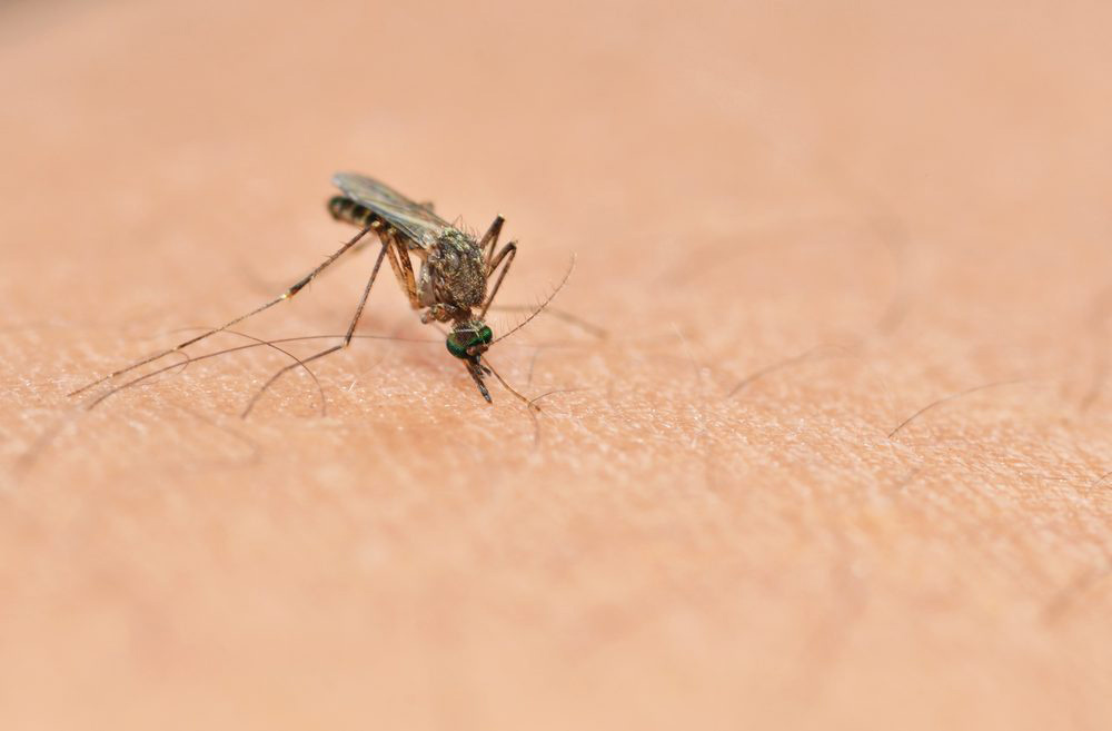 Programmed Proteins May Make Malaria Vaccine Possible