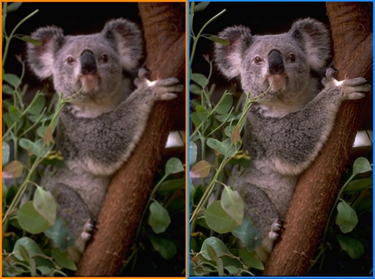 Picture of a koala - the left half has been sharpened using bicubic intrpolation, while the right half is from the Weizmann super-resolution algorithms (Photo: Weizmann Institute of Science)