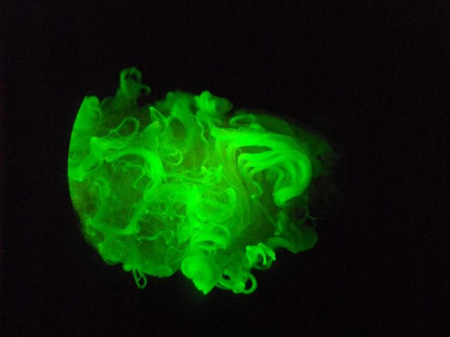 Cotton fibers glow under UV light