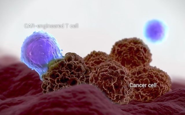 Immue cells fighting cancer cells