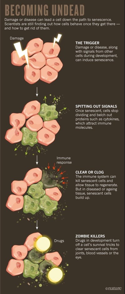 Zombie cells