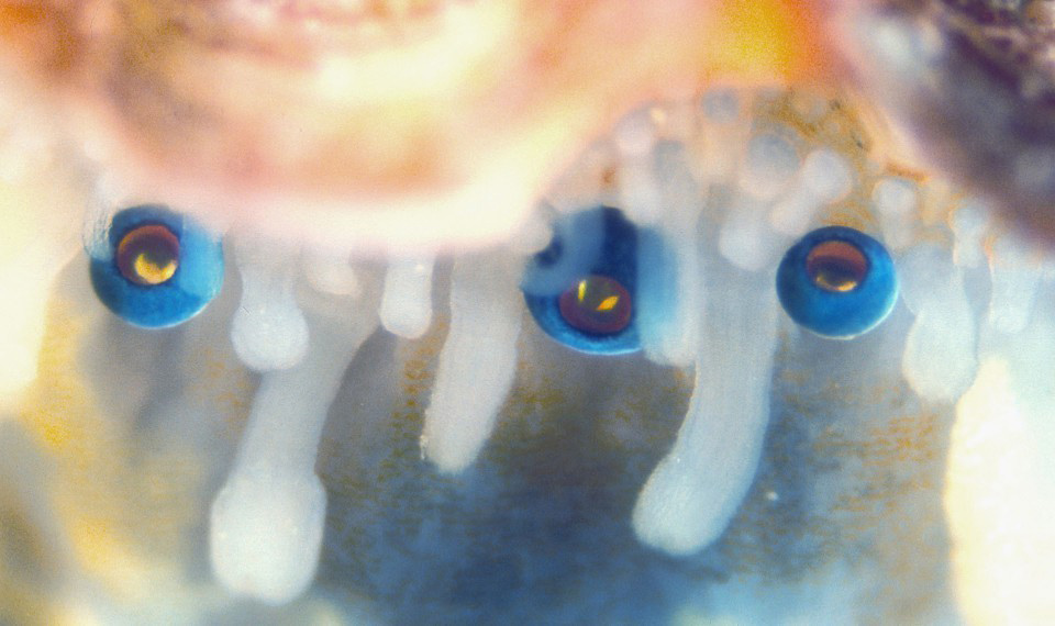 Scallops Have Eyes, and Each One Builds a Beautiful Living Mirror
