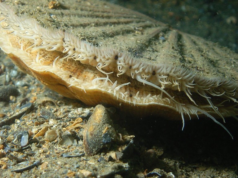 The Scallop Sees With Space-Age Eyes — Hundreds of Them
