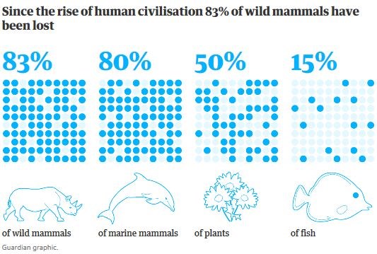 wild mammals infographic