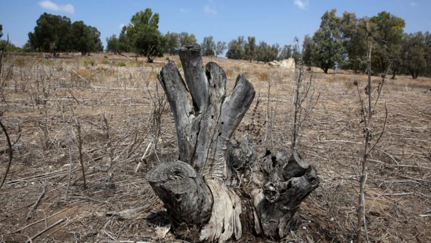 Drought Is Killing Off Israel’s Trees, Says Groundbreaking Nationwide Study