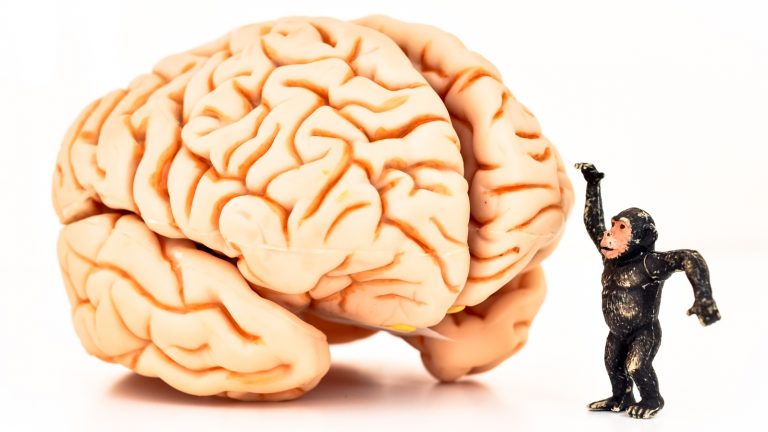 Human Vs. Monkey Brains: Why We Have More Mental Disorders