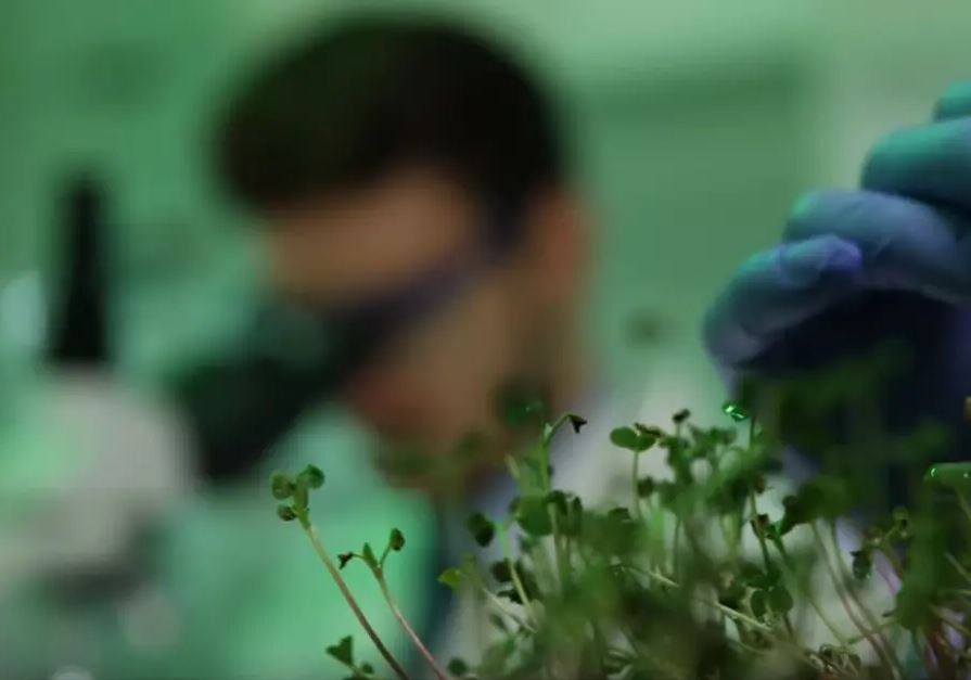 How Israeli Scientists are Saving Crops