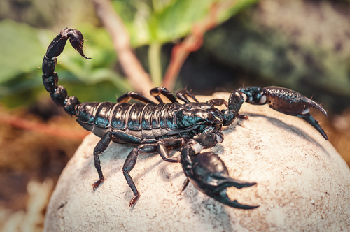 Israeli Researchers Reveal Complex Structure of Scorpion Pincers