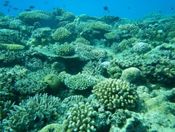 levy-corals.jpg