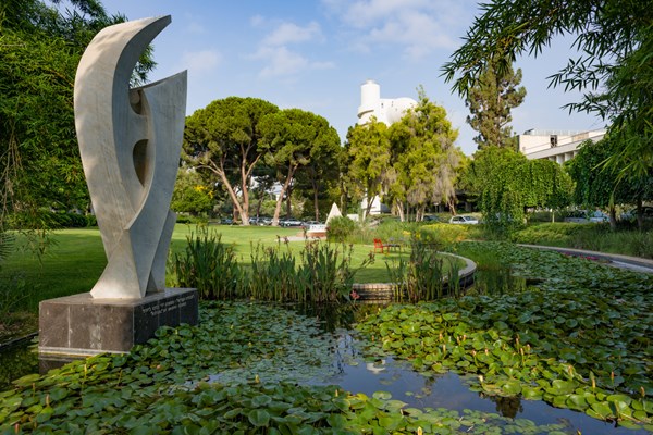 Lily Pond