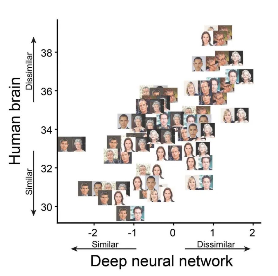 Do Deep Neural Networks ‘See’ Faces Like Brains Do?