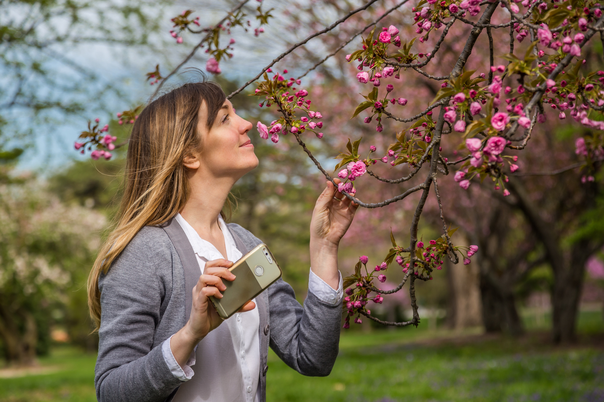 Shutterstock 1444056881 Woman Smelling Cherry Blossoms