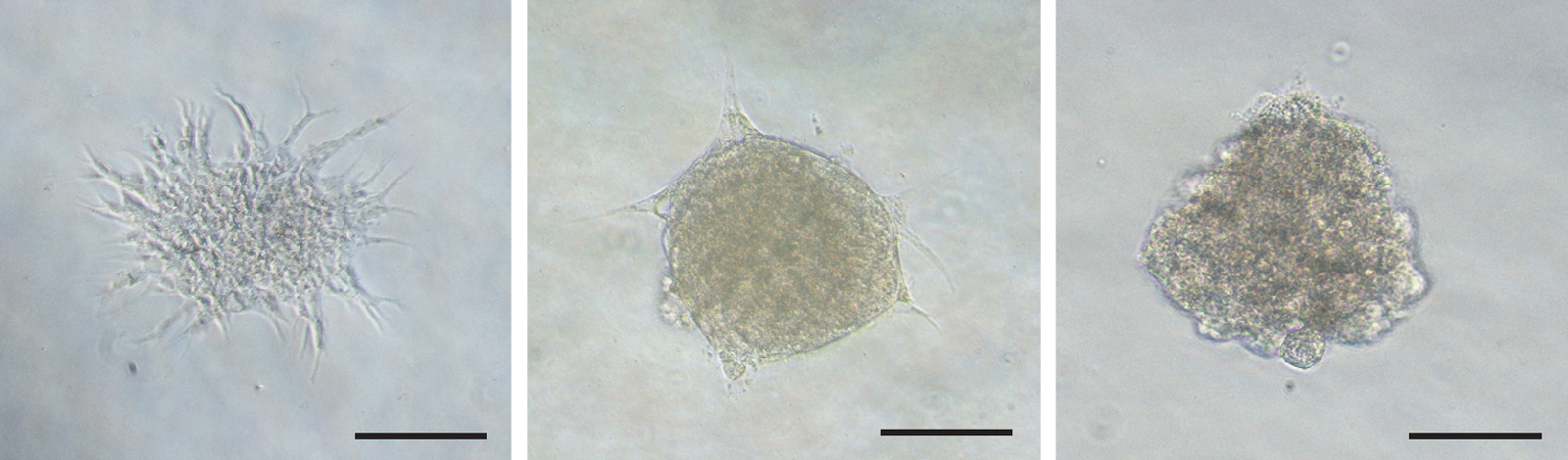 Fishing For A Drug Study Brings Hope For Treating A Rare Disease 5