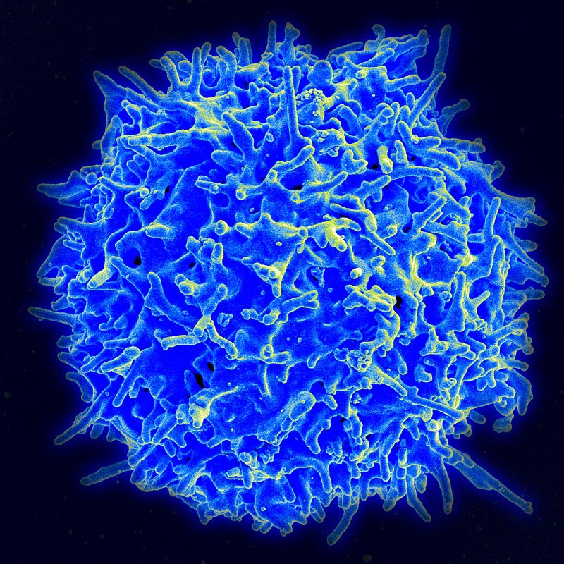 T Cell Alon