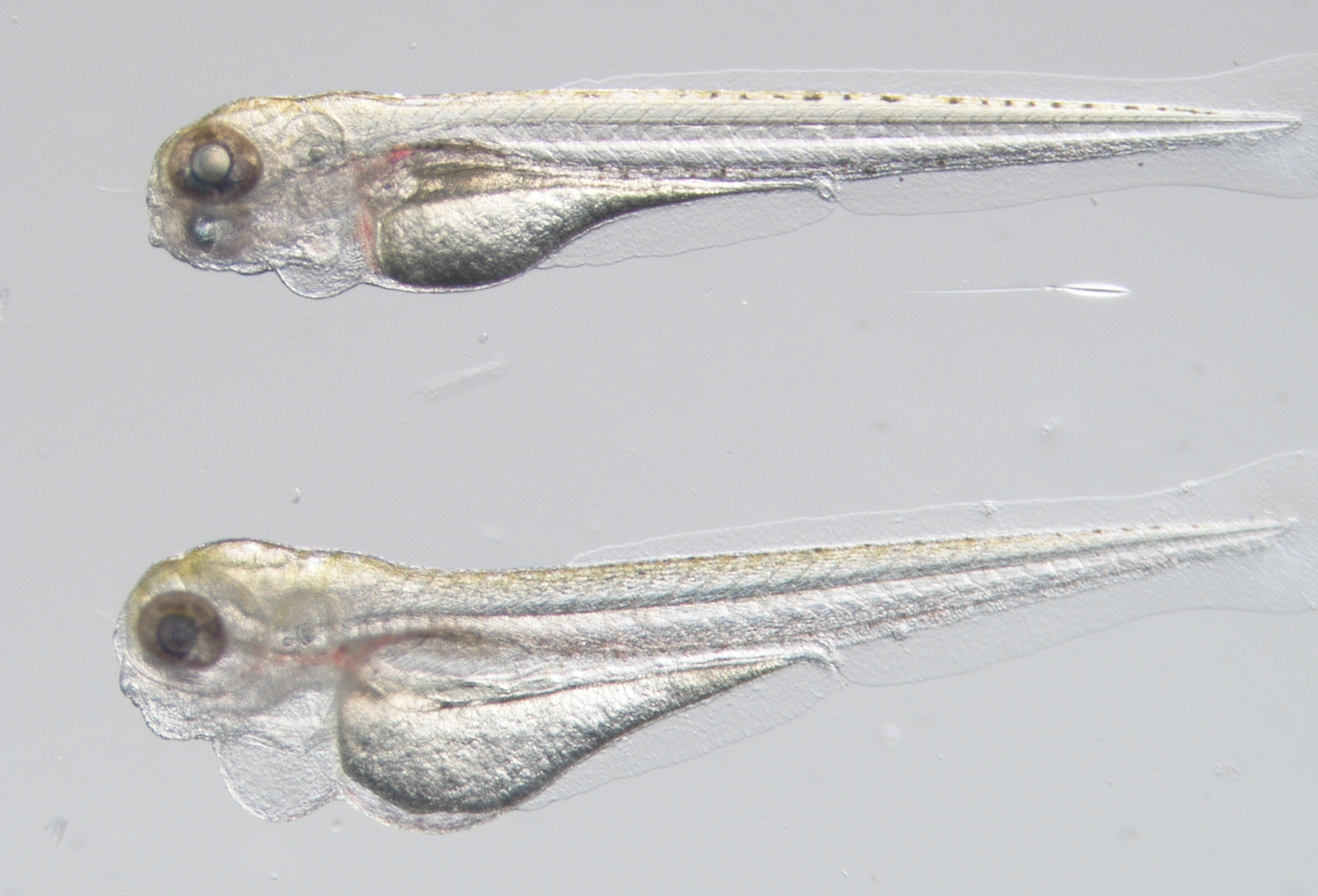 Fishing For A Drug Study Brings Hope For Treating A Rare Disease 3