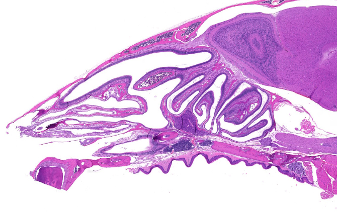 Finding Immune Cells under Our Very Noses